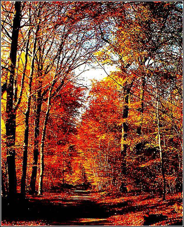 L'automne - forêt comtoise