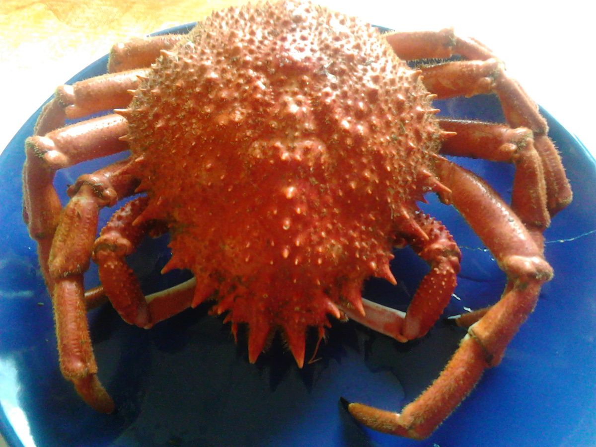Araignée de mer ( crabe ) : Recette et temps de cuisson -  Recettes-Cuisine-France