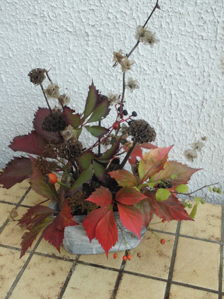 graines de nicandras, phlomis, achillées, echinaceas et cynorrhodons.