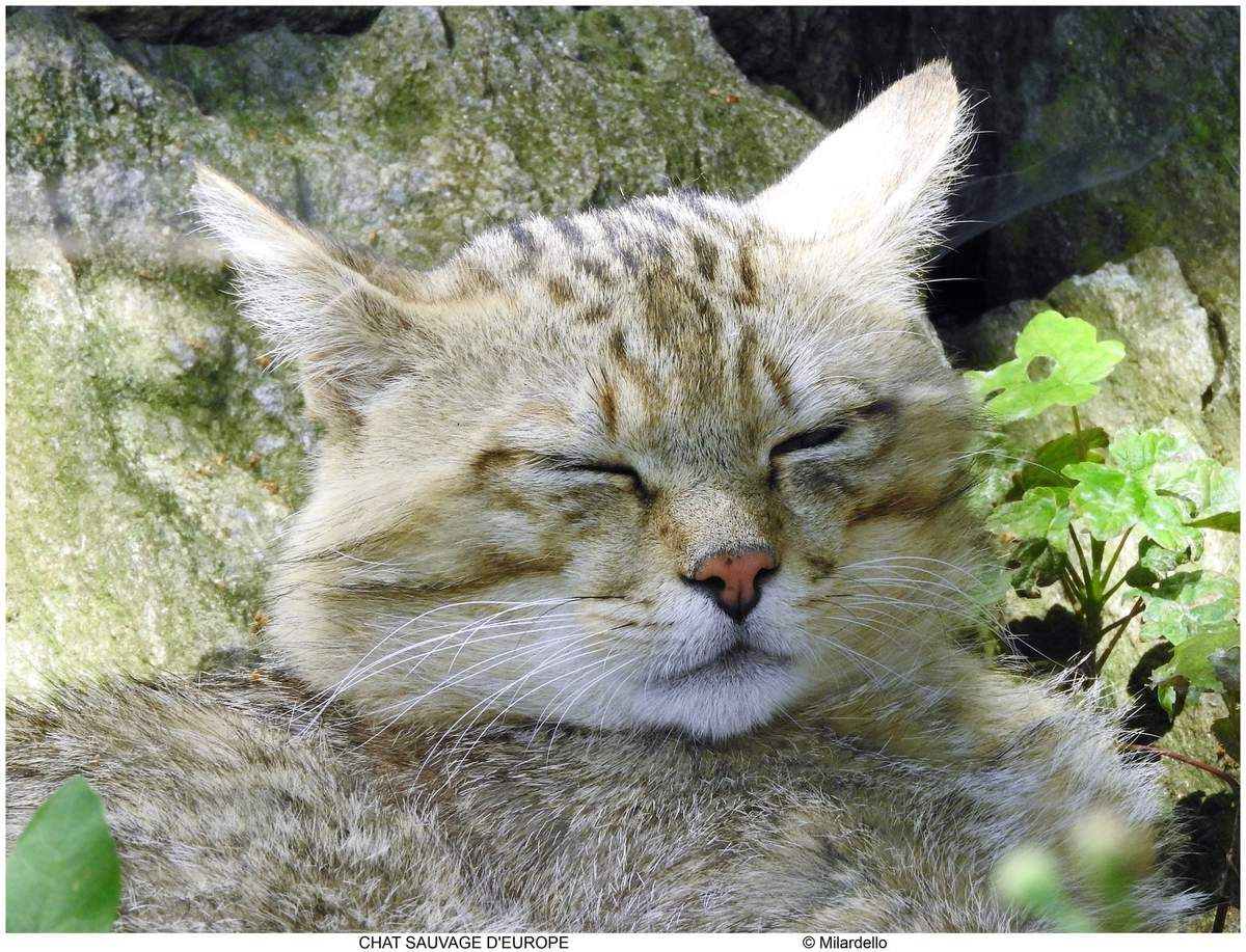 LE CHAT SAUVAGE DEUROPE. - LE BLOG MILARDELLO Alpha BĂȘtes LE CHAT SAUVAGE DEUROPE. - LE BLOG MILARDELLO Alpha BĂȘtes