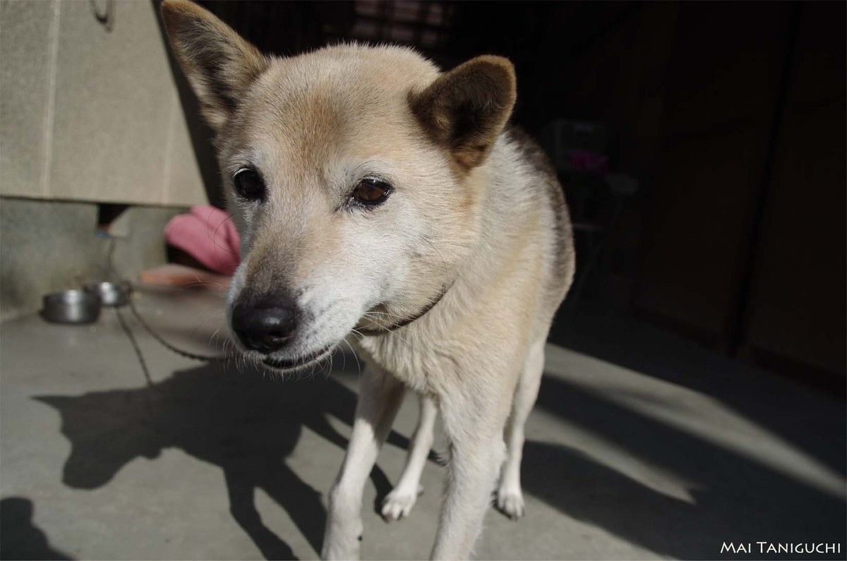 site de rencontre pour chien