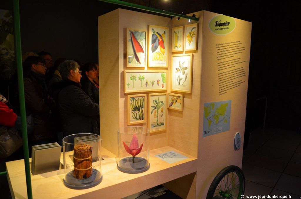 Exposition La Banane Musée Portuaire - Dunkerque 2016