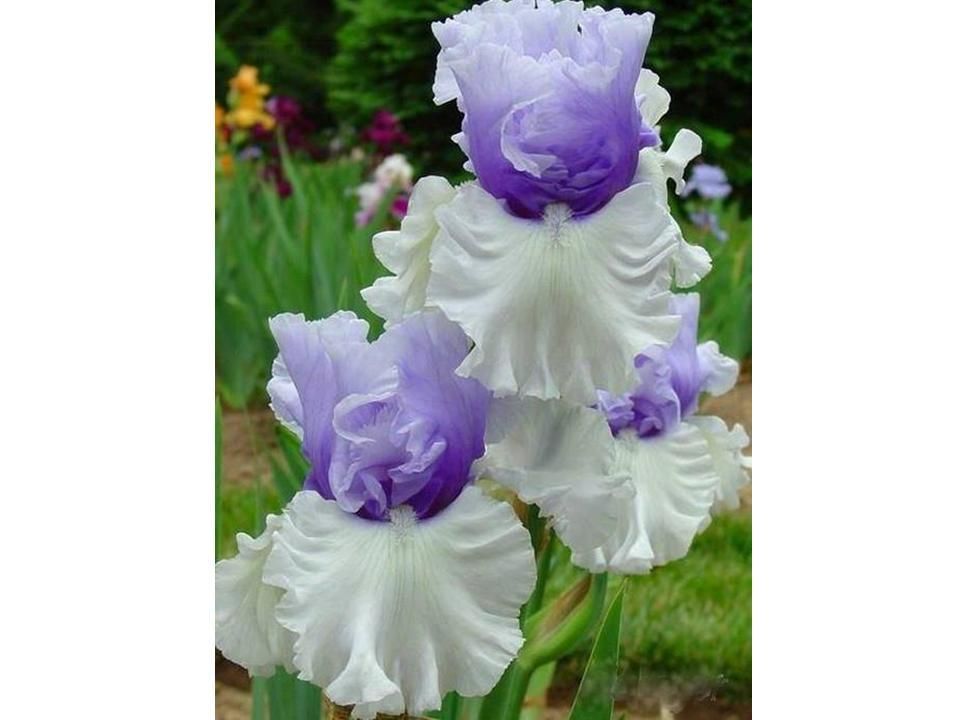 Divers - les plus belles fleurs - 2
