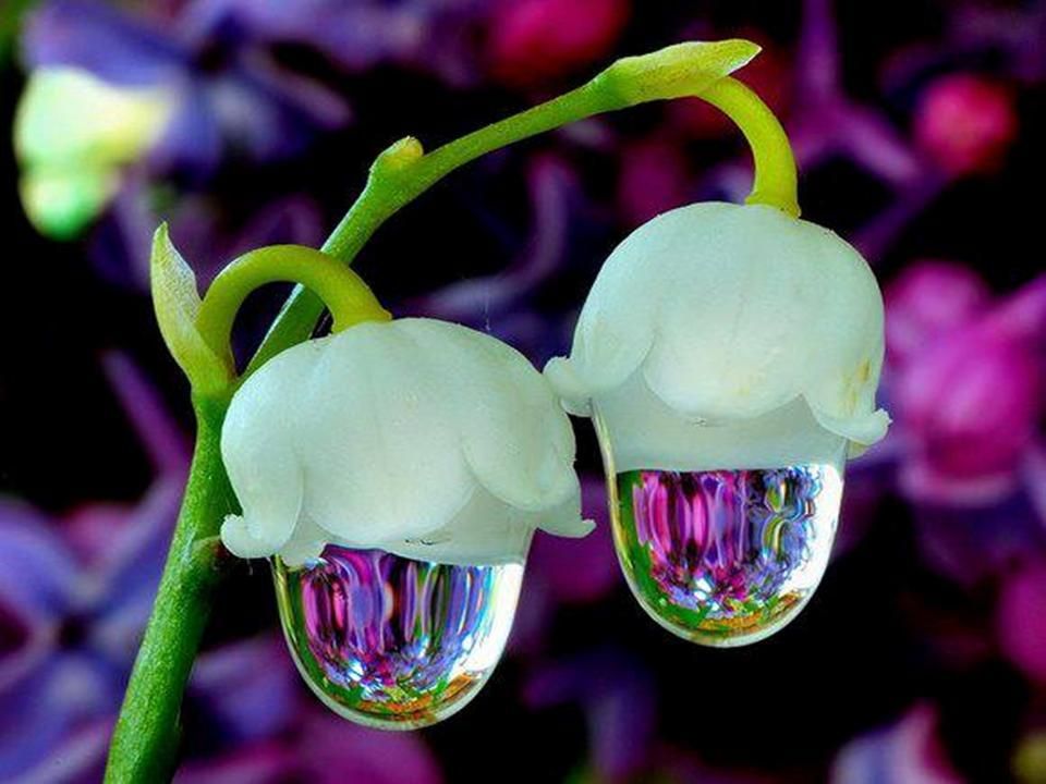 Divers - les plus belles fleurs - 2