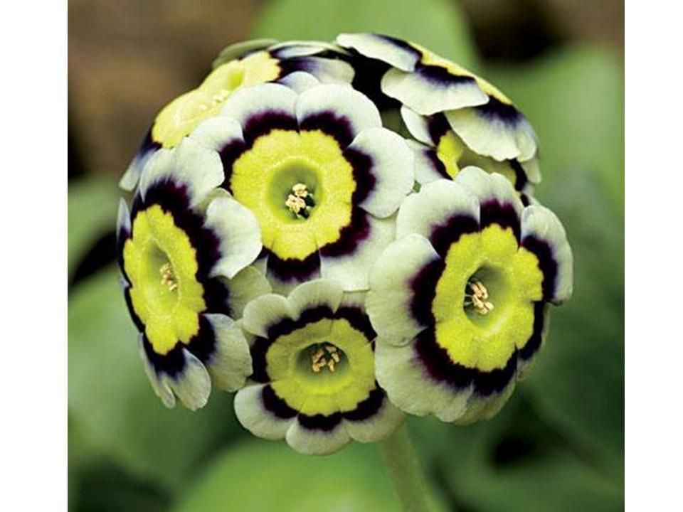 Divers - les plus belles fleurs - 2
