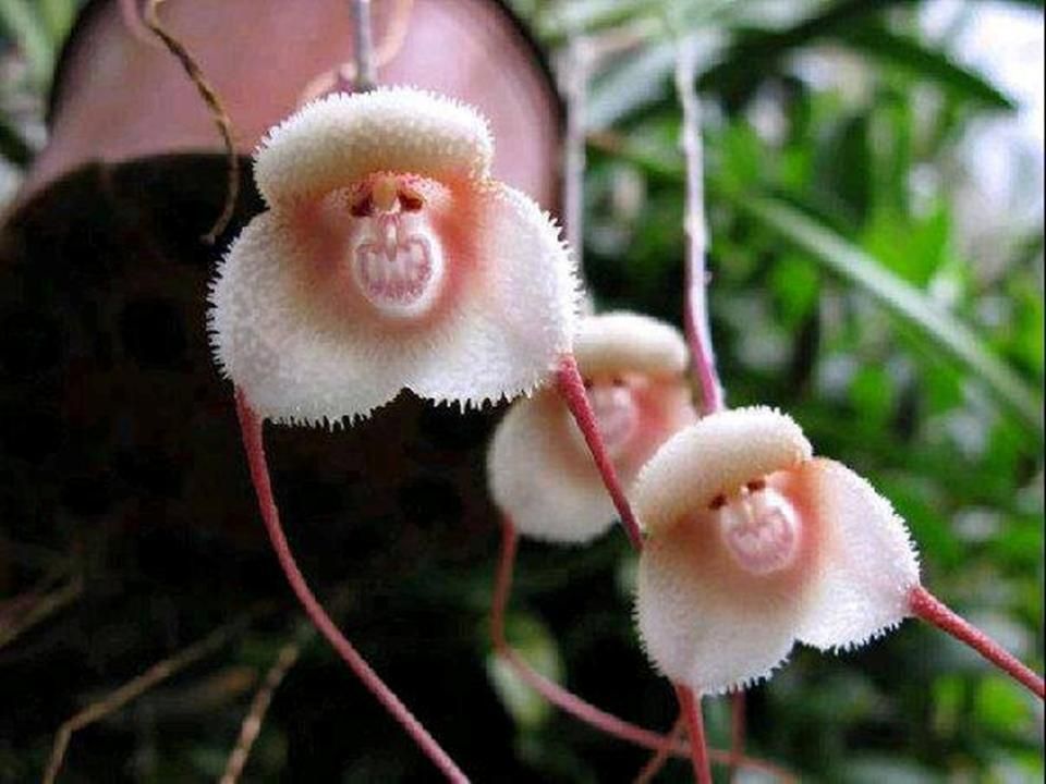 Divers - les plus belles fleurs - 2