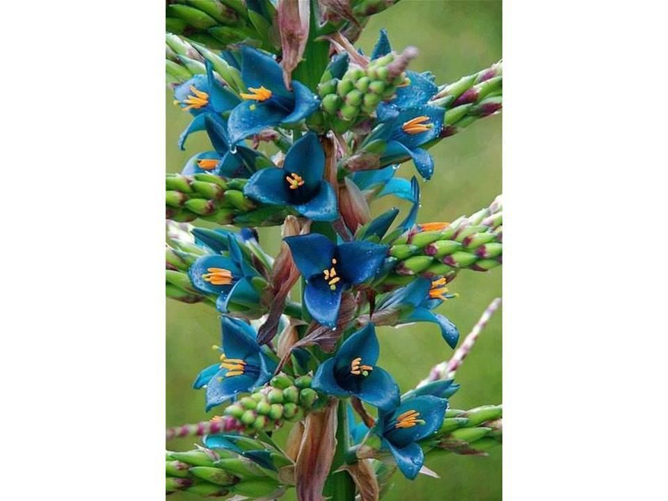 Divers - les plus belles fleurs - 2
