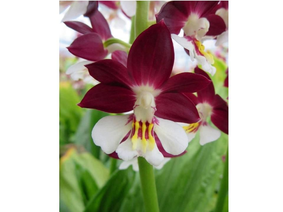 Divers - les plus belles fleurs - 2