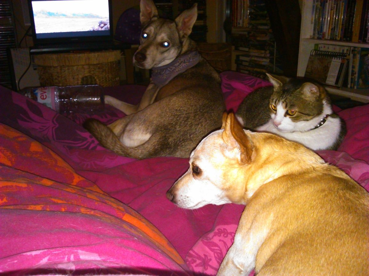 rencontre chaton chien adulte