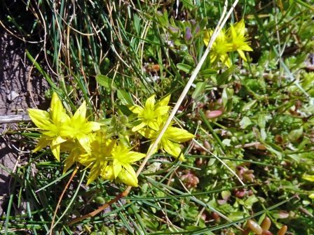 Briançonnais : Col de Trancoulette et Croix d'Aquila Dénivelé 613 mètres