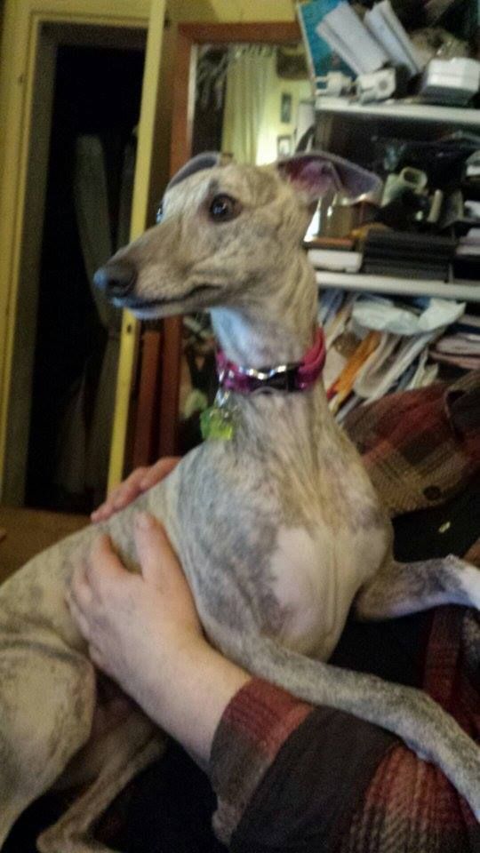 Jana arrive chez nous,une adorable petite levrette whippet Association animale maviedegalgo