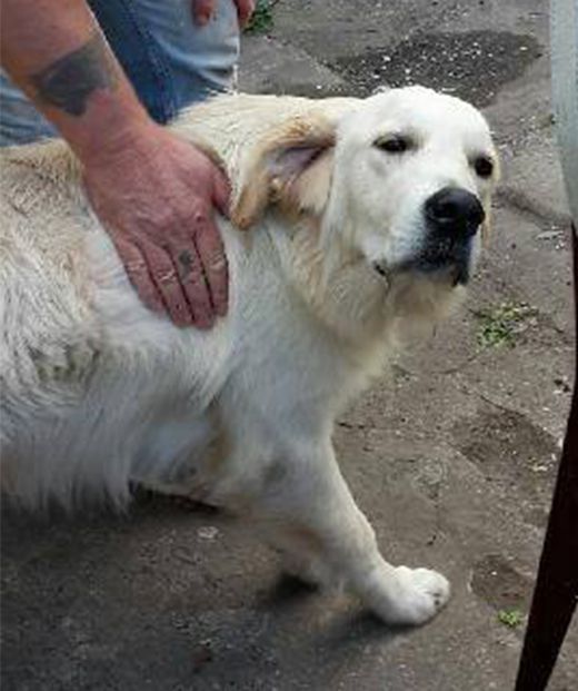 SOS pour ce très jeune golden retriever de 1 an qui souffre, à l'adoption  chez sos chiens galgos - Association animale ma-vie-de-galgo