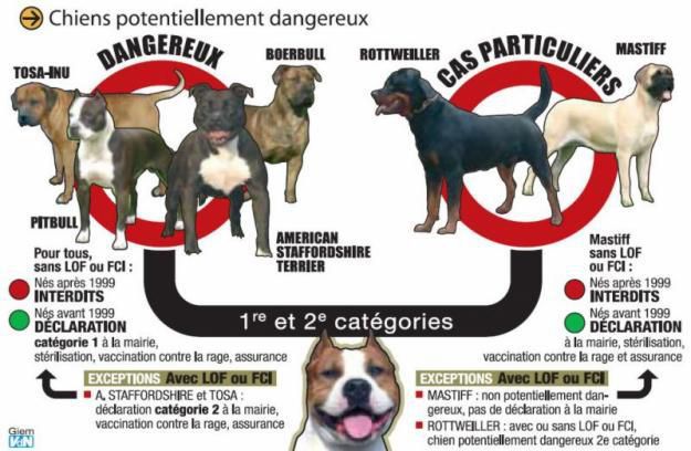 Loi et tableaux des chiens catégorisés dits potentiellement dangereux et  les non catégorisés - Association animale ma-vie-de-galgo