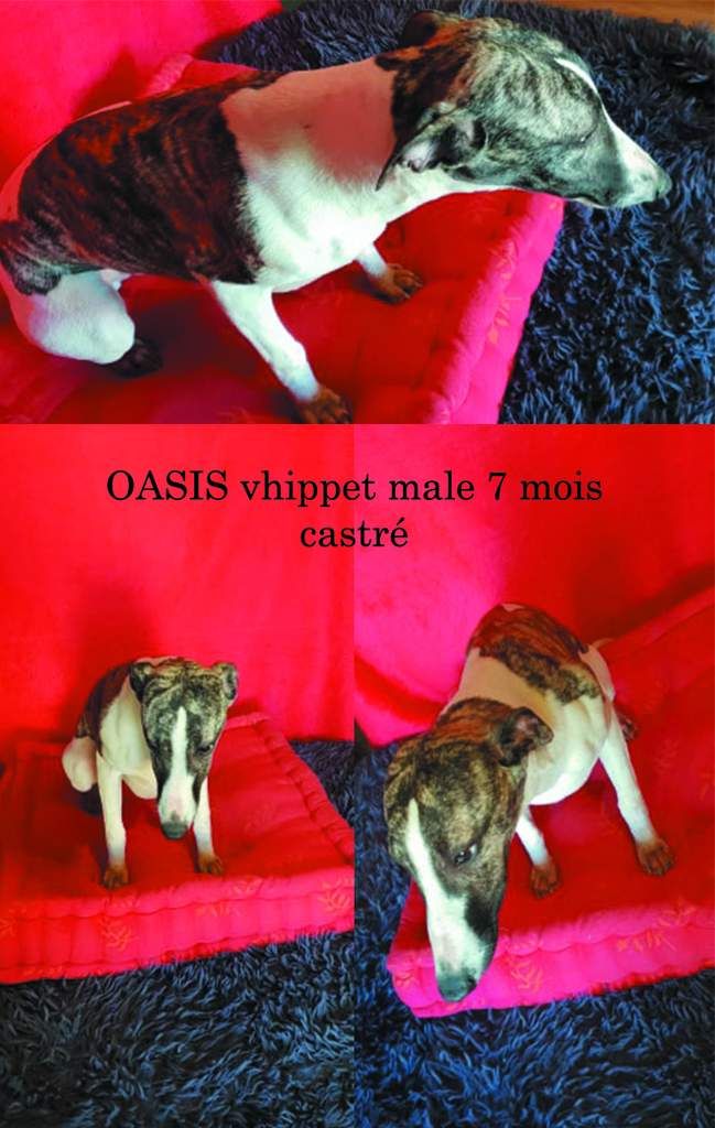 Oasis chiot lévrier whippet mâle de 7 mois à adopter sous contrat associatif sos chiens galgos