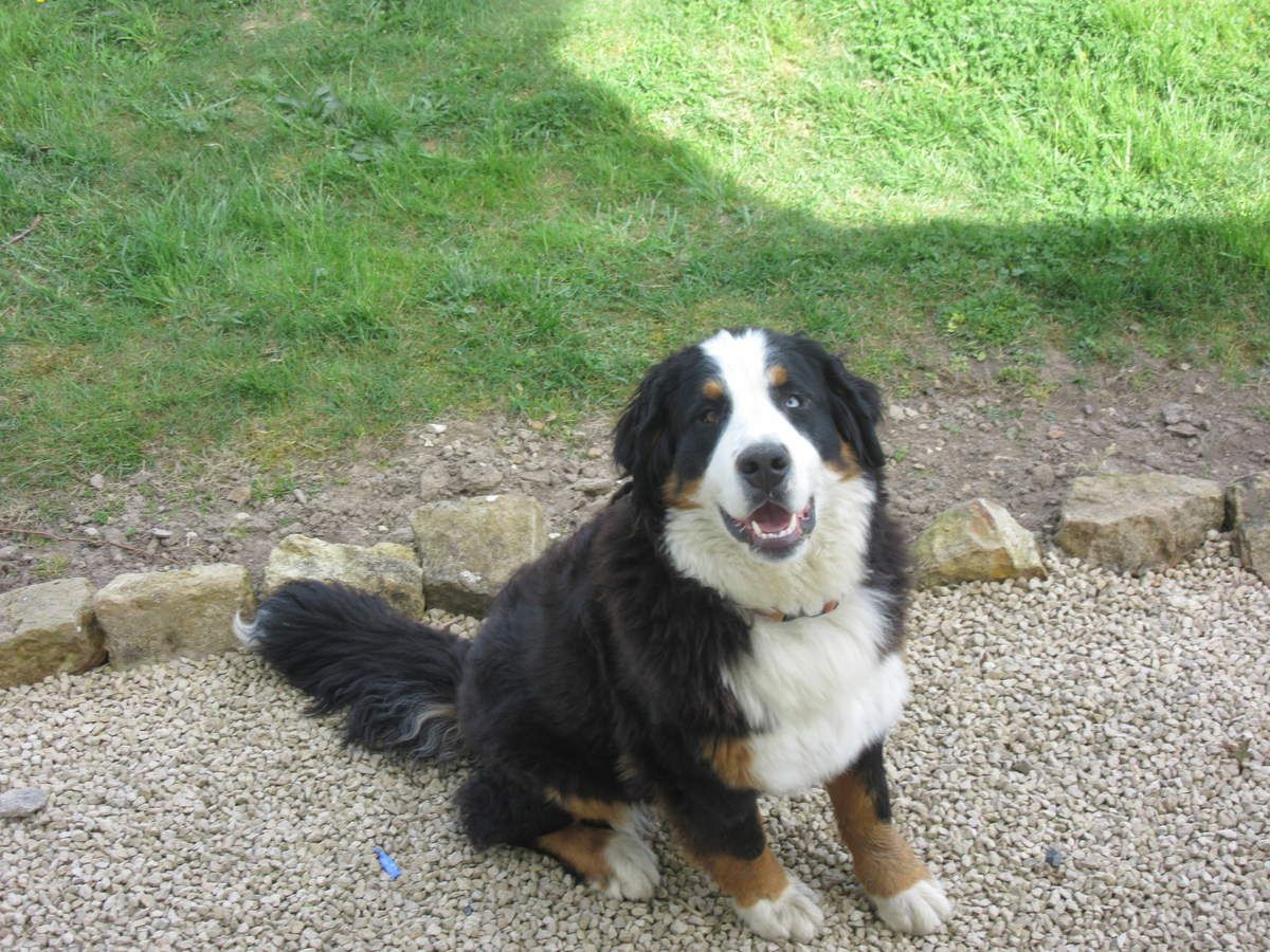 Connaissez Vous Les Bouviers Bernois Petits Reporters 7 A 12 Ans