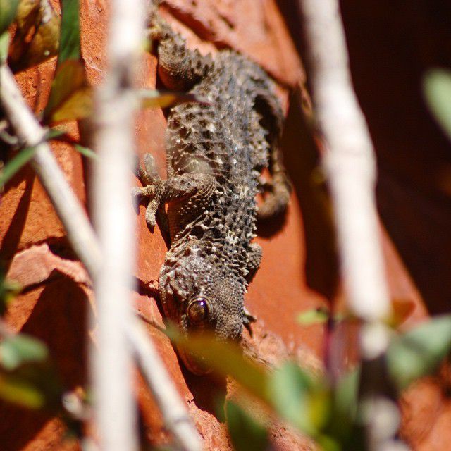 Le premier gecko de la saison dans le jardin