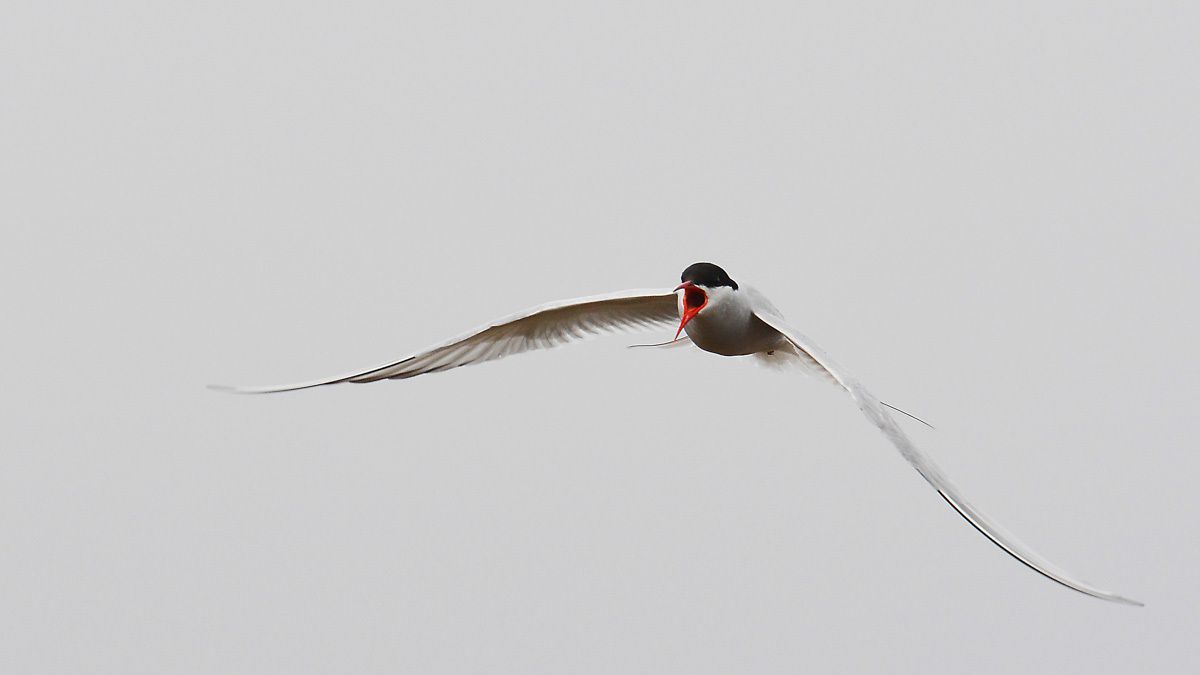 Ornithologie islandaise juin 2014