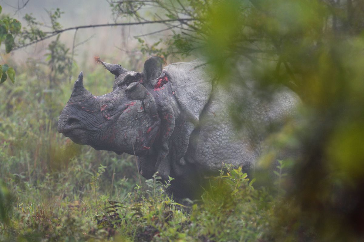 KAZIRANGA, ASSAM, contrée du rhinoceros unicorne indien