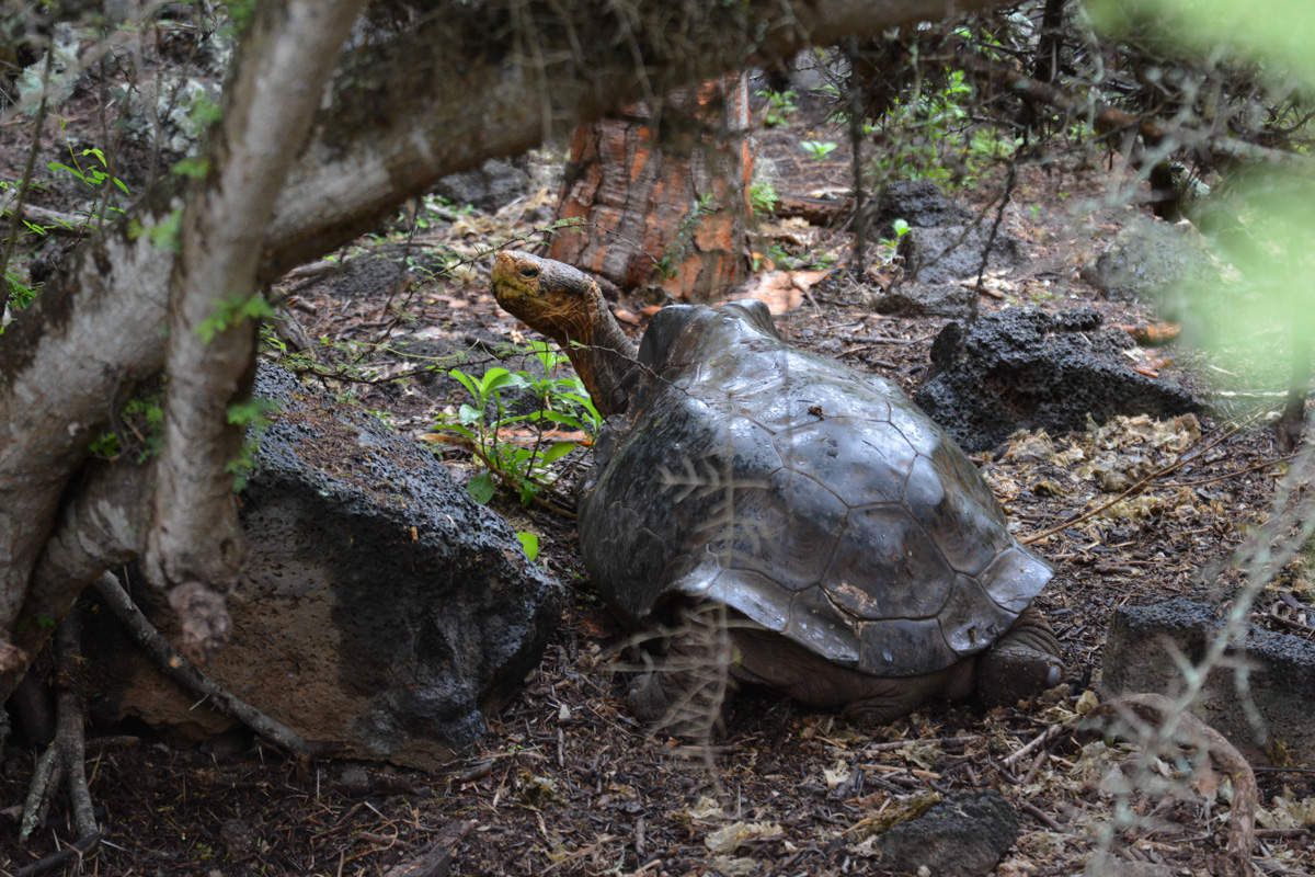 La tortue geante ou Galapago