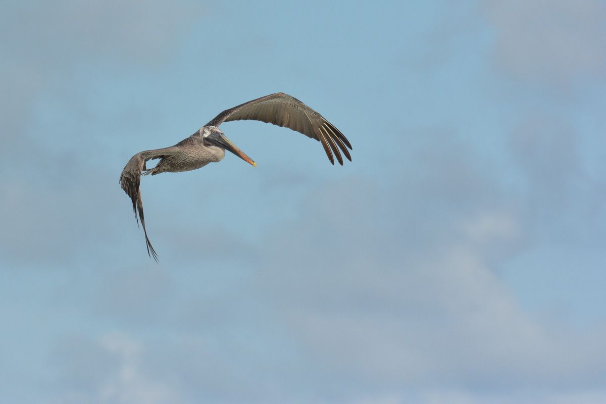 Le pelican brun