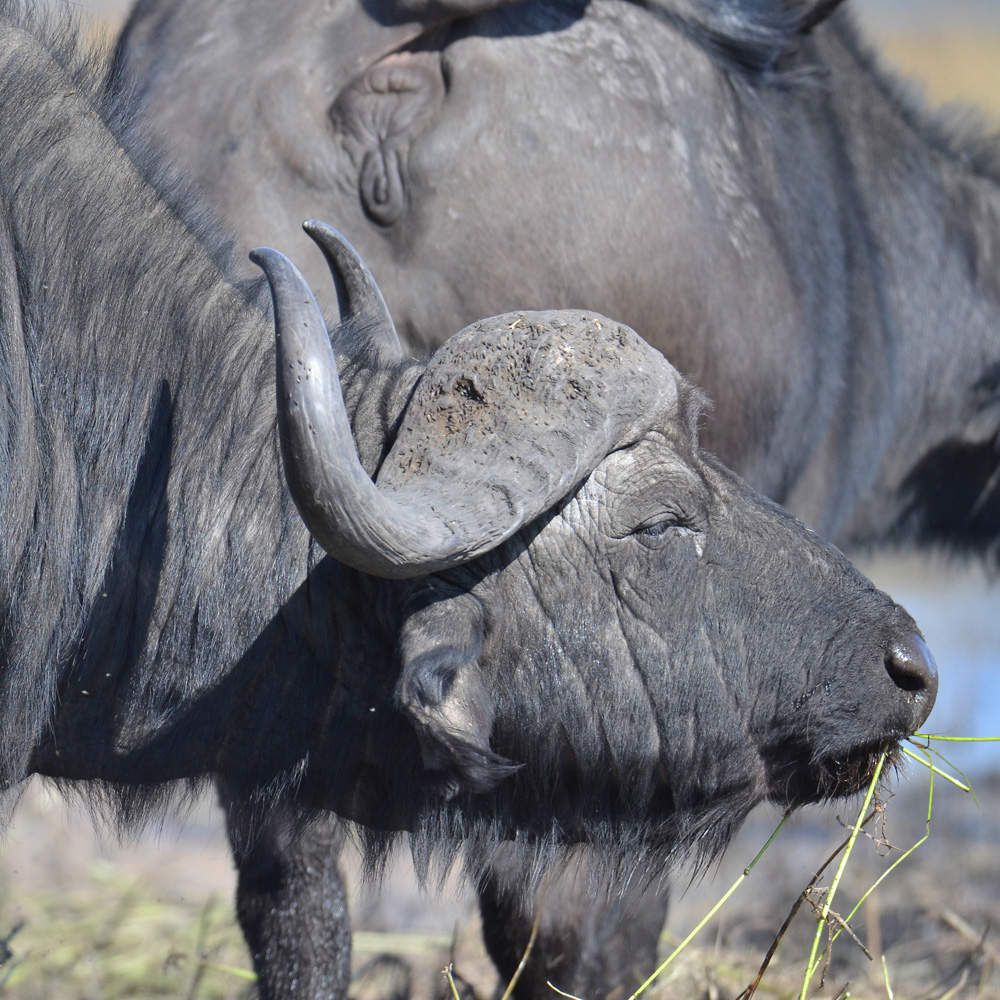 Mammifères du Botswana