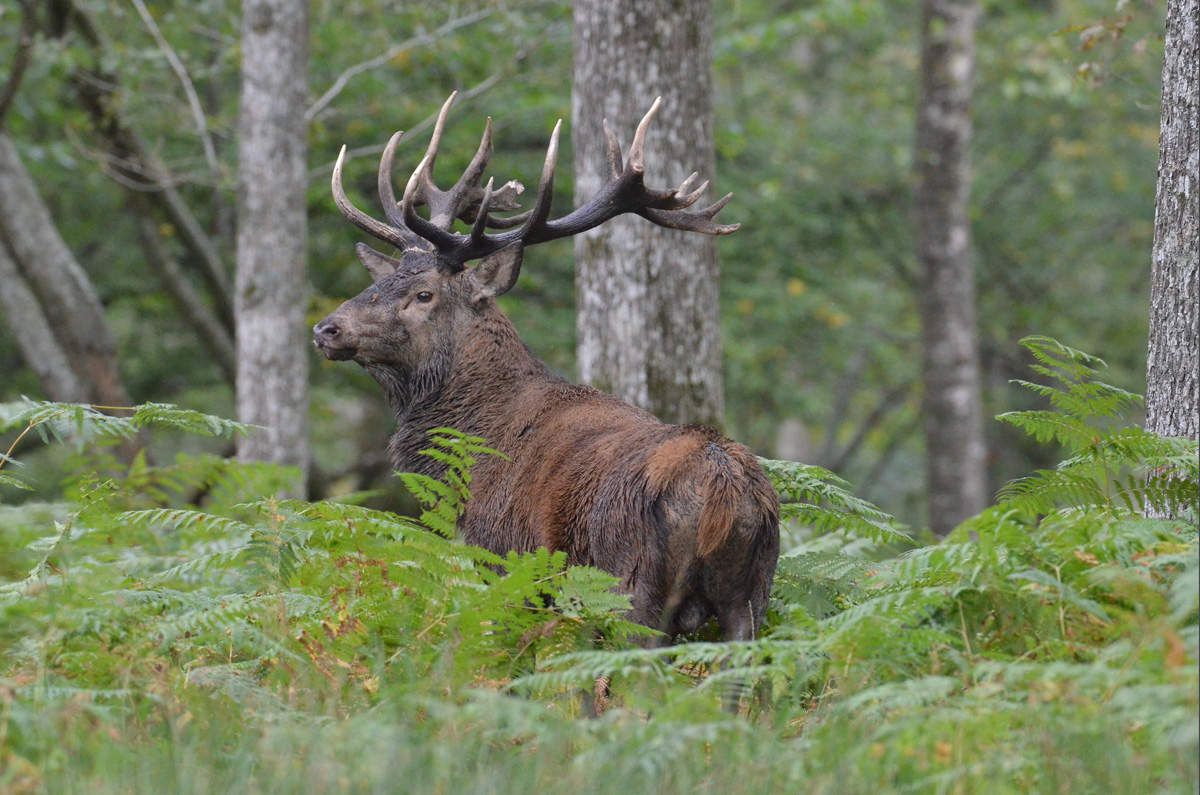 Le brâme du cerf fait un carton au parc animalier de Charleville-Mézières