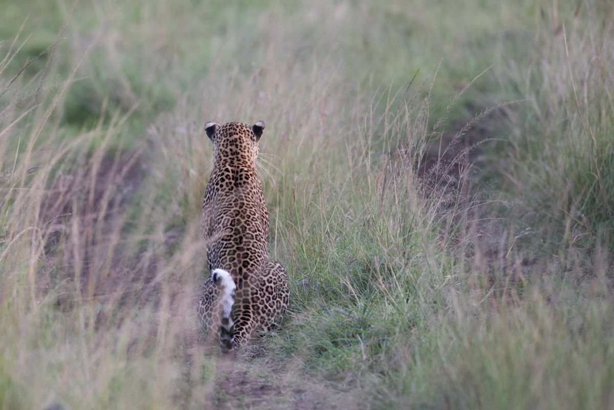 Leopards - Kenya