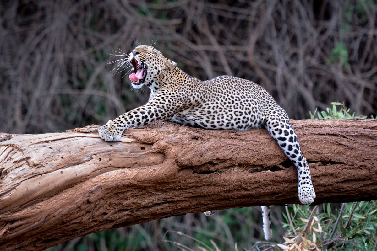 Leopards - Kenya