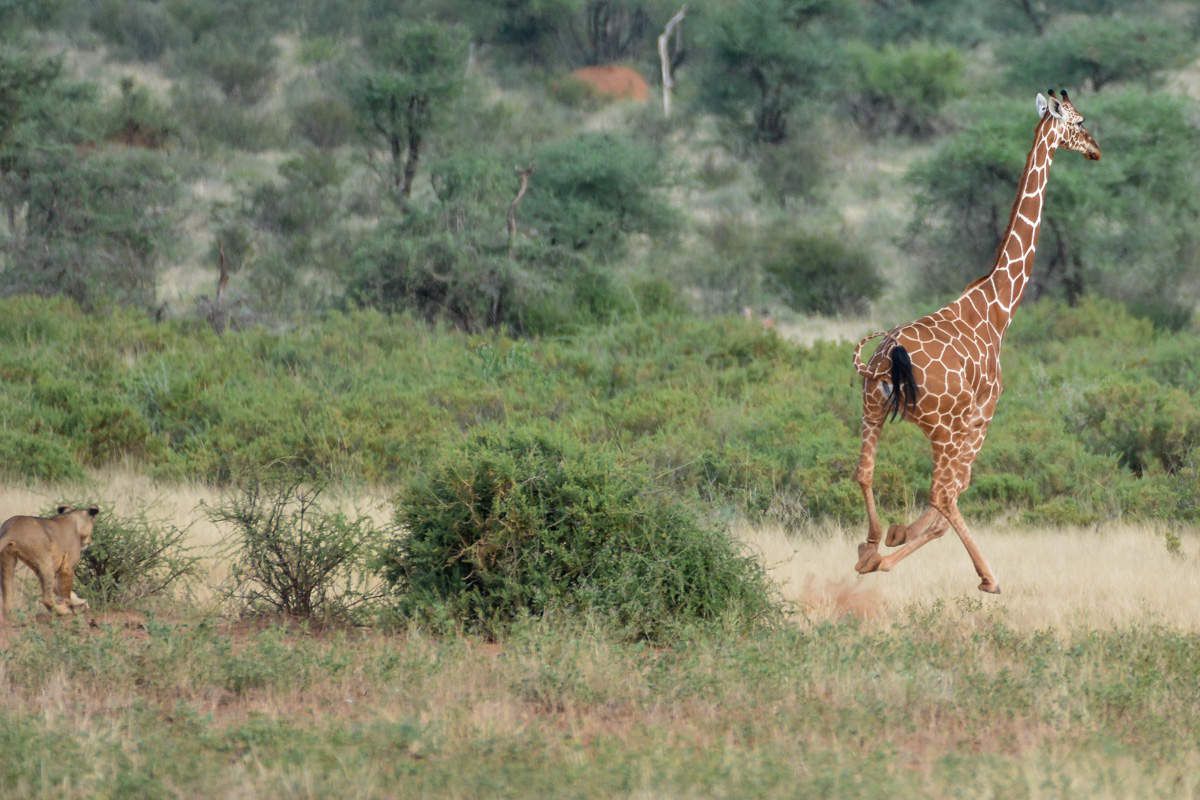 chasse-Kenya
