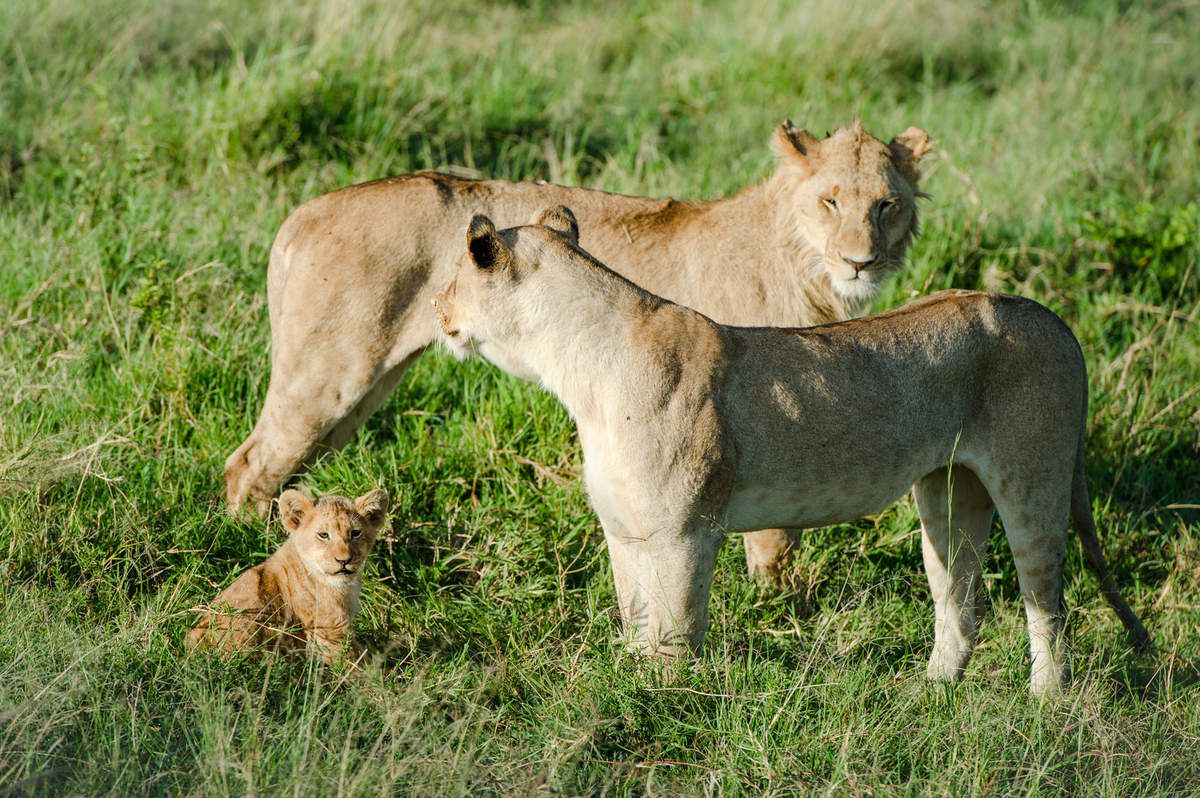 Kenya - 2.lionnes, lionceaux