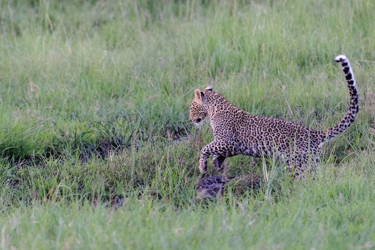 Kenya, 3.léopards 7 jours