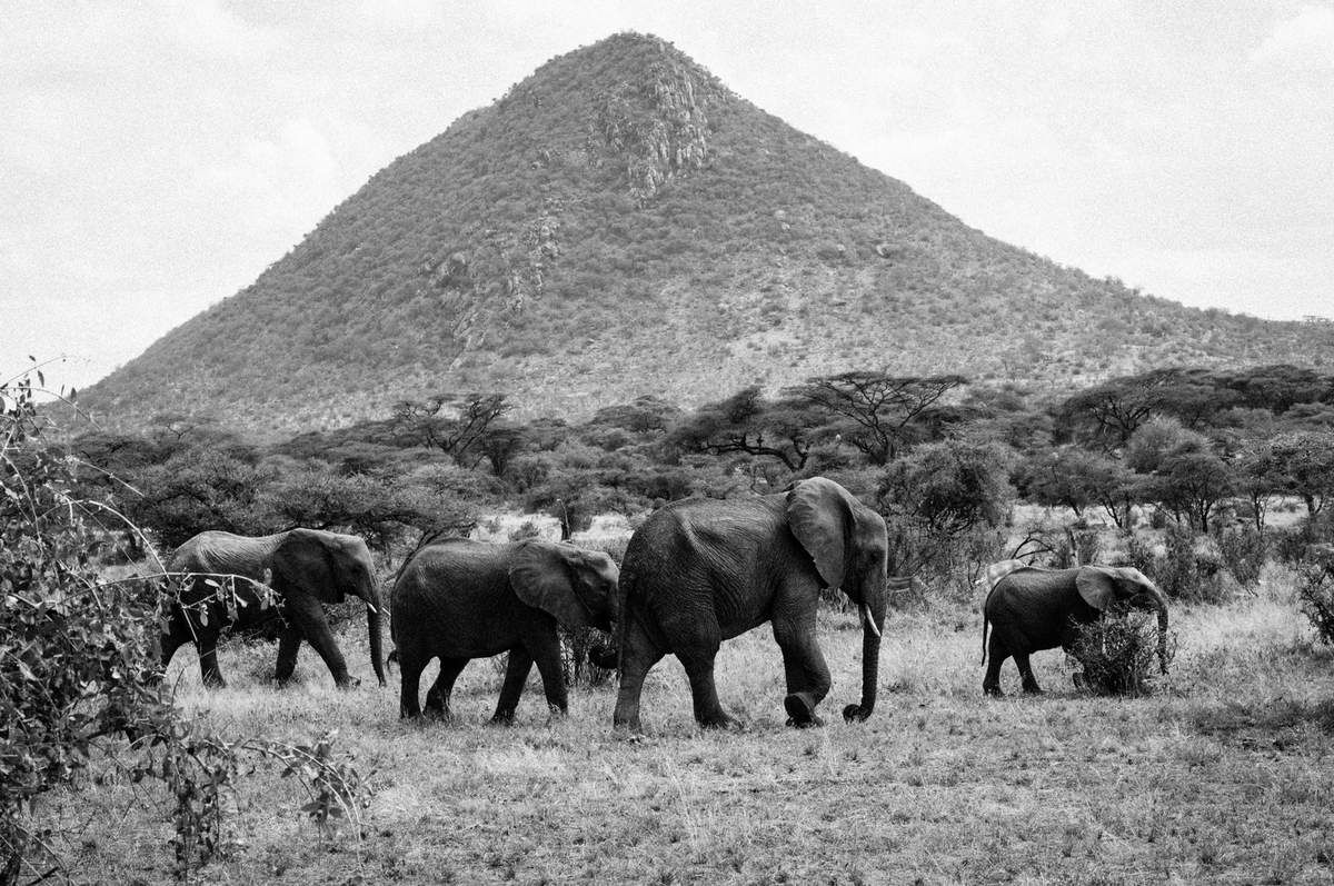 Kenya, 6.Eléphants