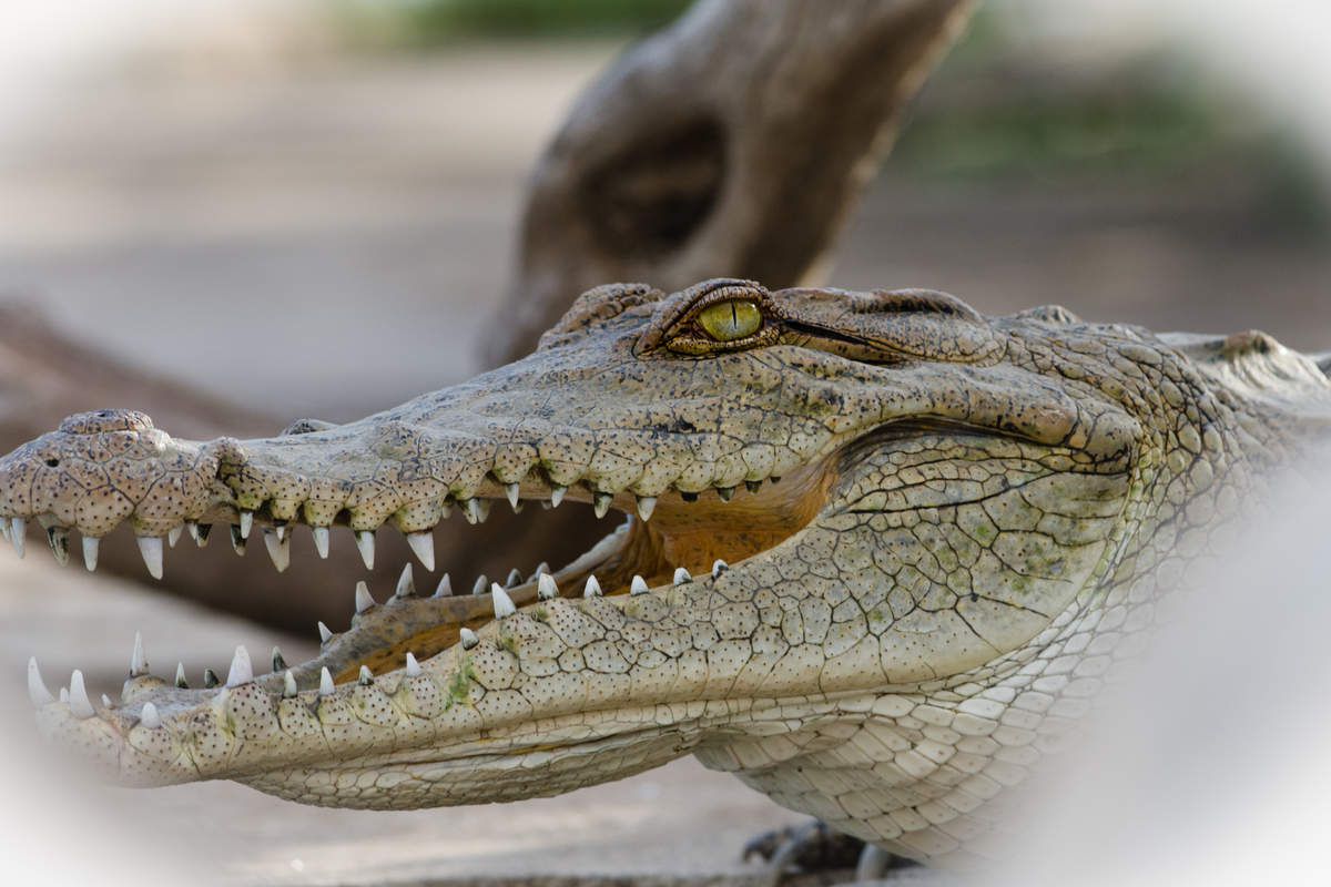 Kenya, 5.crocodiles