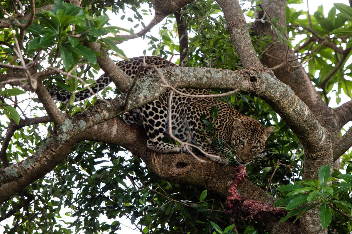 Kenya, 3.léopards 7 jours