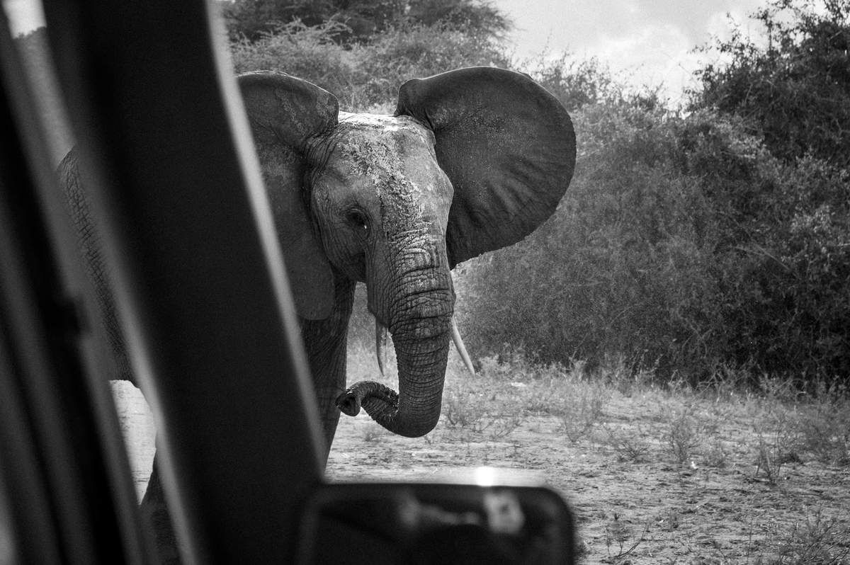 Kenya, 6.Eléphants