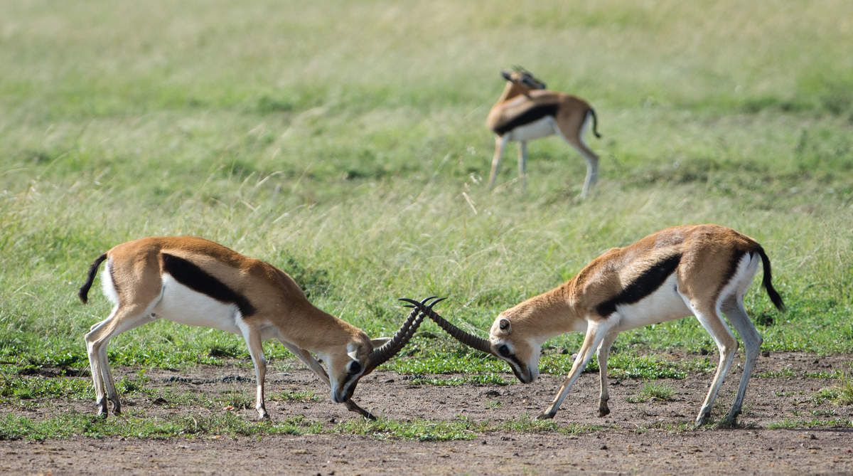 Kenya 13.Antilope 11 items