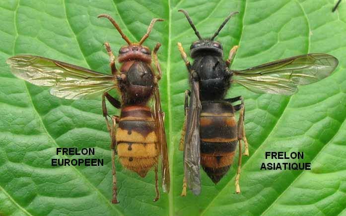 Frelon d'Asie sur le Pas de Calais !