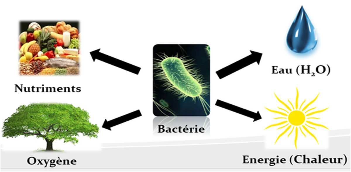 De Quoi Ont Besoin Les Cyanobactéries Pour Produire Du Dioxygène Développement des bactéries - La putréfaction des aliments et leur