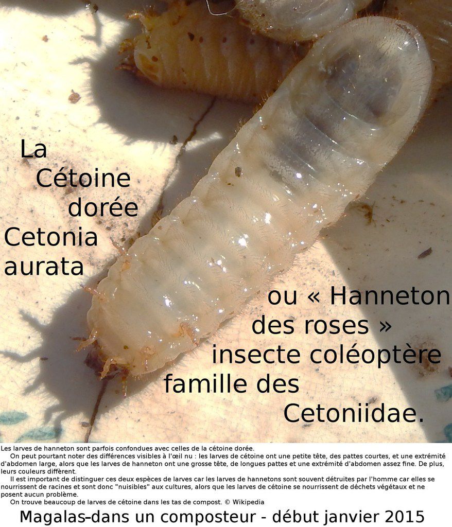 pattes et tête de la larve de cétoine dorée - Cetonia aurata