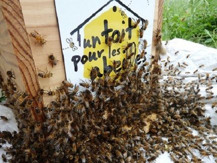 un toit pour les abeilles 
