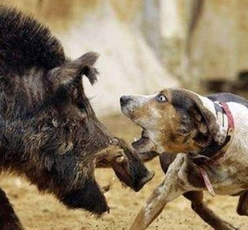 Le Chien et le Sanglier - Agir avec Madagascar Le Chien et le Sanglier - Agir avec Madagascar