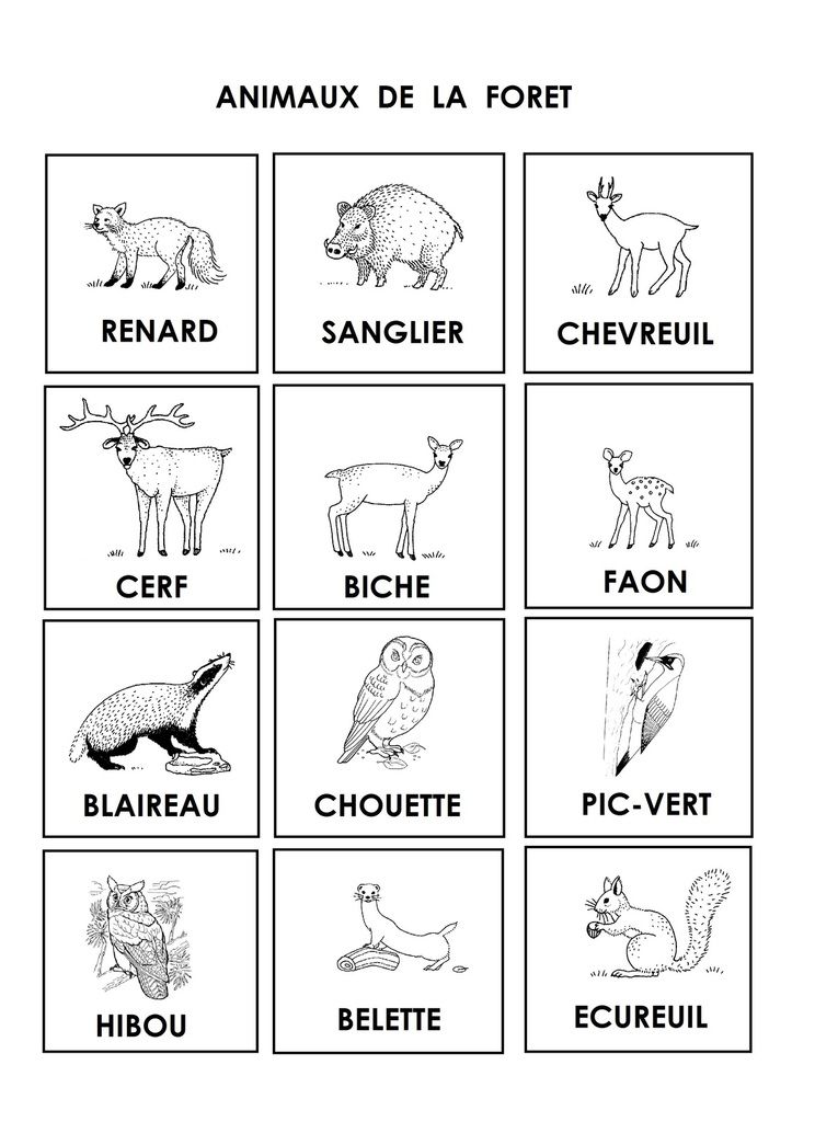 Imagier Les animaux polaires - CE1, CP, Grande Section, Maternelle, Moyenne  Section - La Salle des Maitres