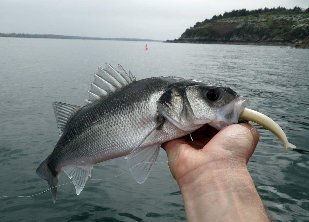 peche truite finistere