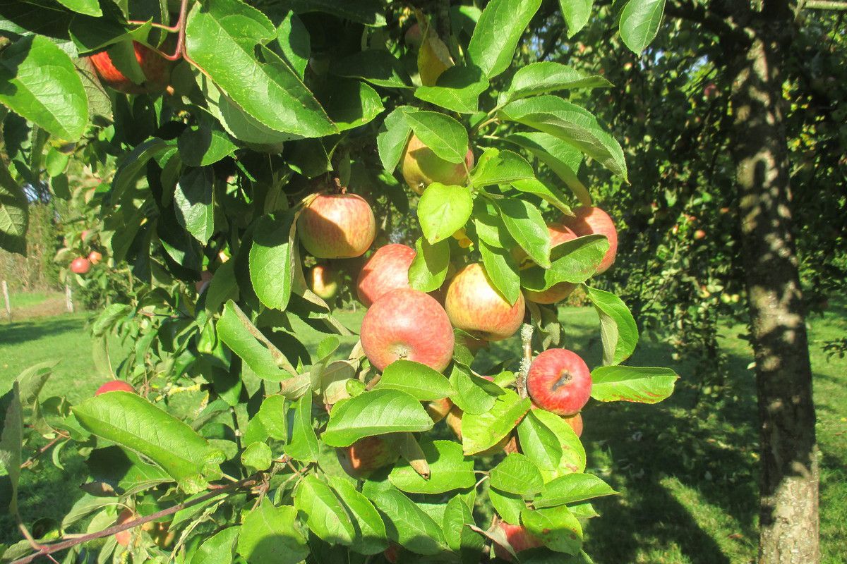 L'automne arrive, les pommiers sont chargés de pommes
