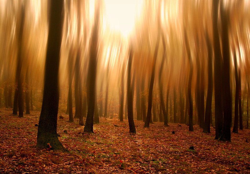 "Nous slalomions entre les arbres, dérapant sur les feuilles mortes."