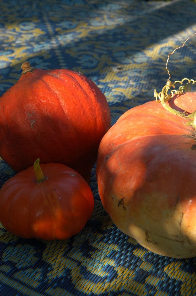 Citrouille et venir quand même !