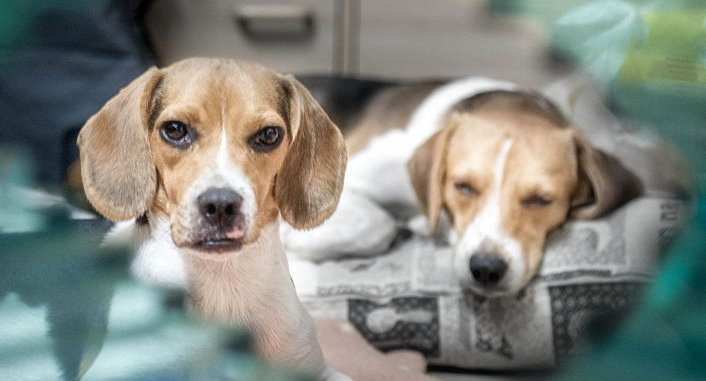 La Chine construira le plus grand centre de clonage au monde