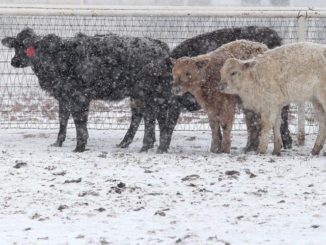 USA : Le froid et le blizzard déciment 30.000 vaches au Texas