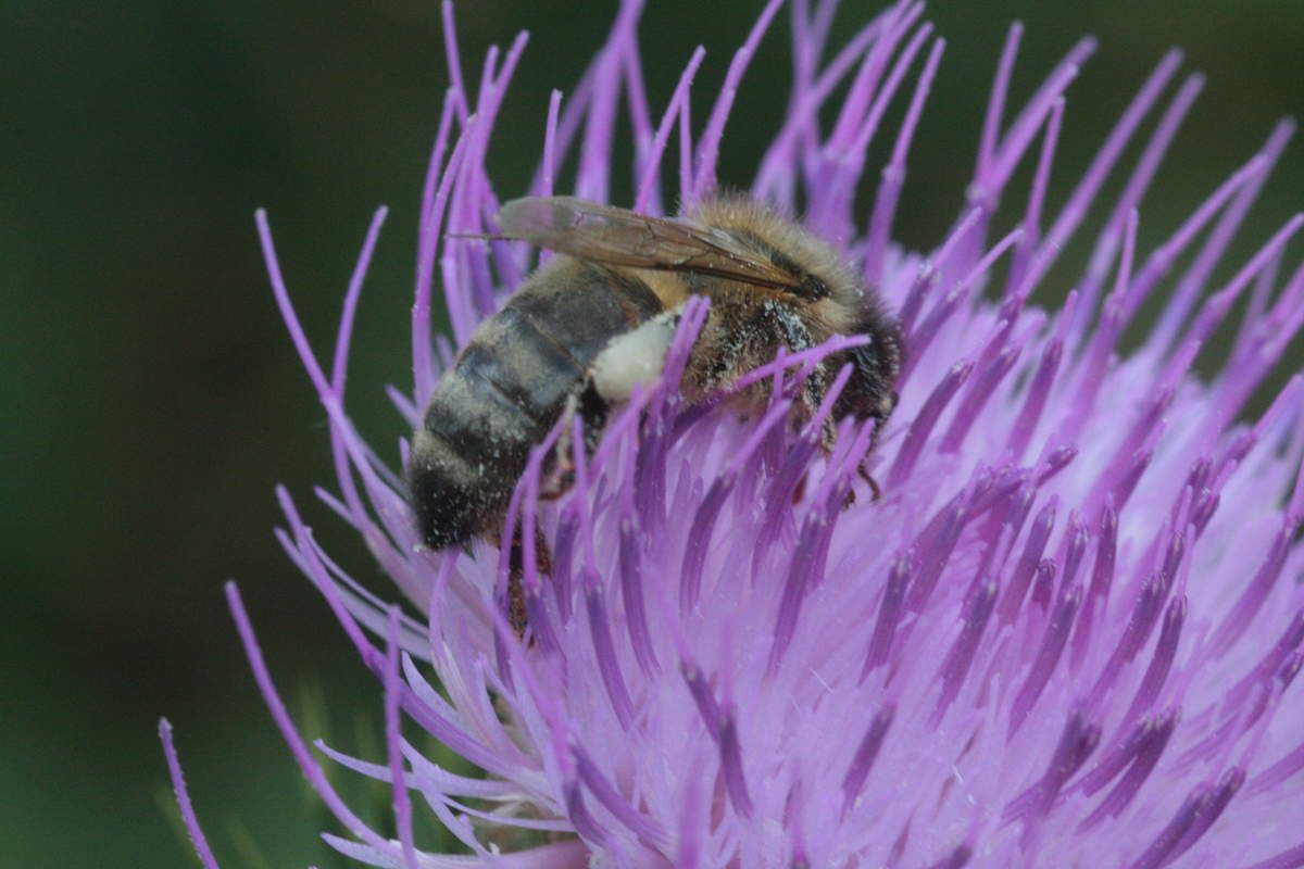 Merveilleuses et indispensables abeilles !