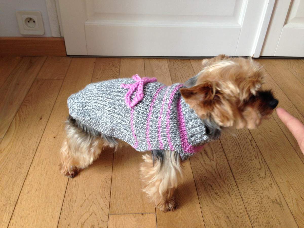 modele tricot pull pour chien gratuit